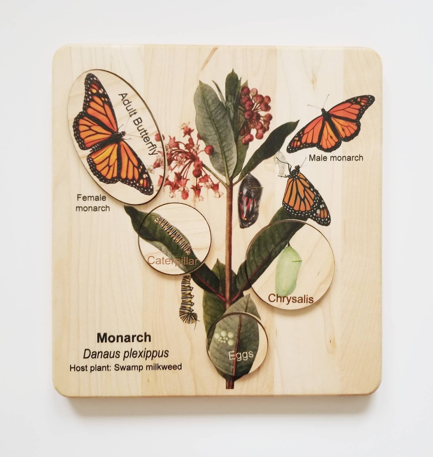 Butterfly Life Cycle Figurines: Toys For Curious Kids - Nature Gift Store