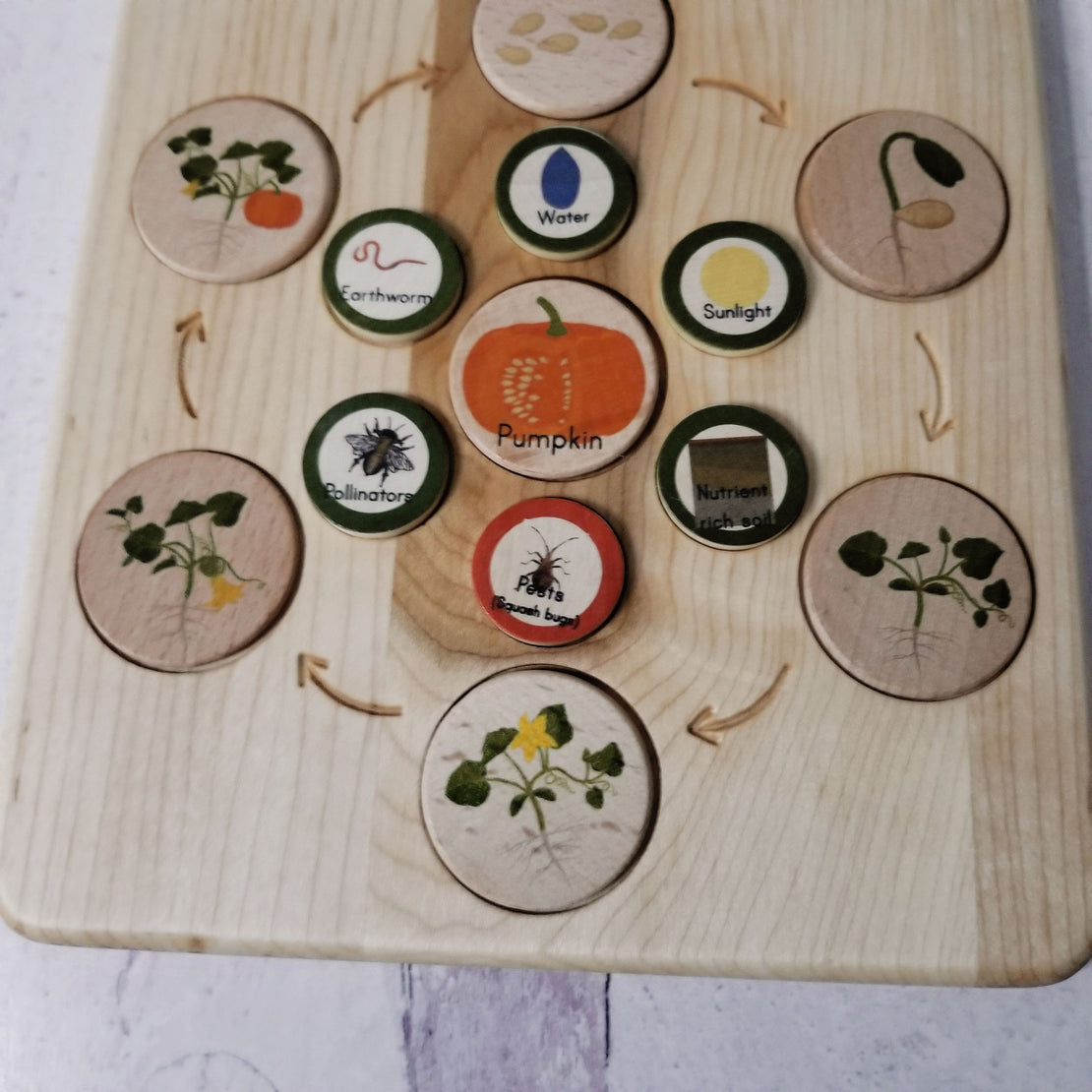 Montessori Life Cycle Board Tray Children's Game Wooden Educational  Toys Play Teaching Aids 