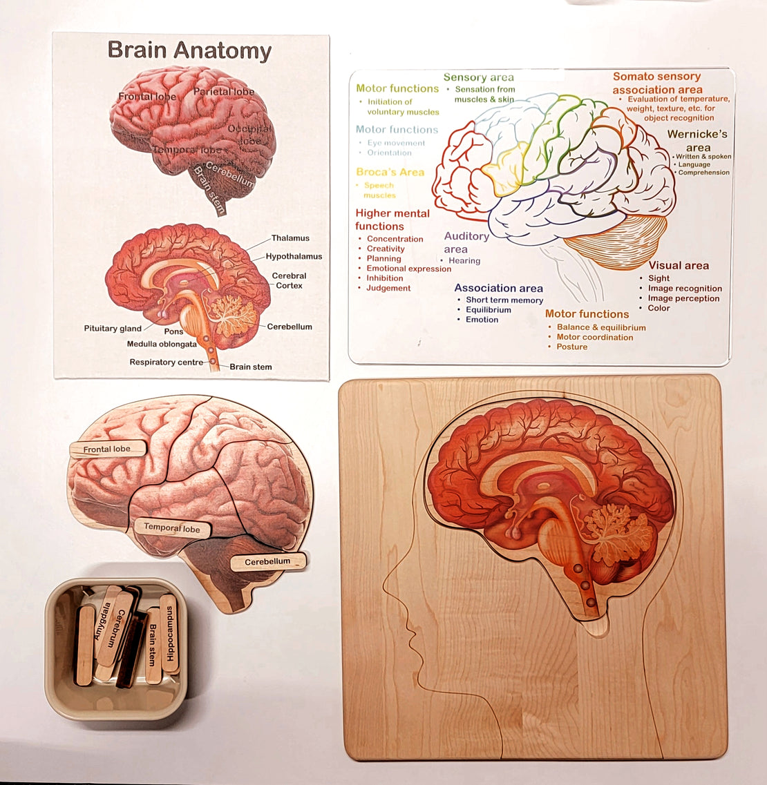 parts of the brain and functions